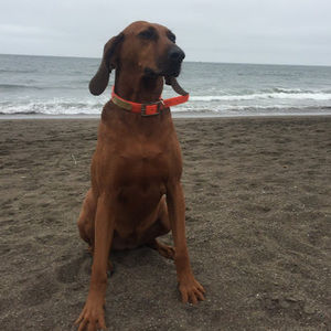 Meet your Posher, Sofia